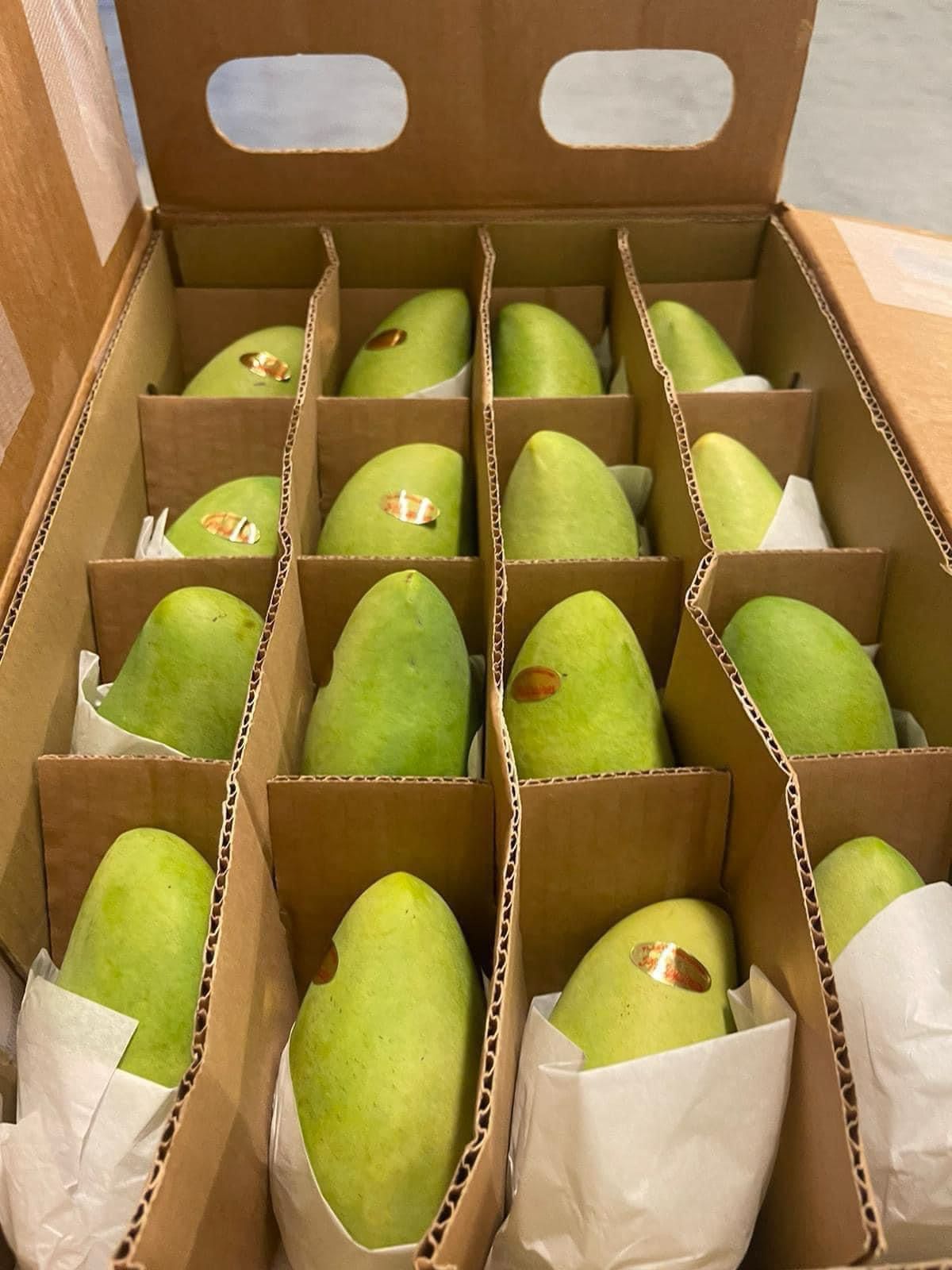 PHILIPPINE SWEET MANGO (Mangga Pilipinas) Small per piece PRE-ORDER